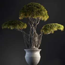 Plants Bonsai